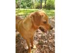 Adopt Scottie a Tan/Yellow/Fawn Retriever (Unknown Type) / Mixed dog in Macon