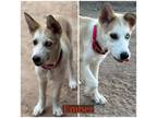 Adopt Ember a Red/Golden/Orange/Chestnut - with White Husky dog in Tucson