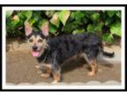 Adopt SHADOW a Black - with Brown, Red, Golden, Orange or Chestnut Terrier