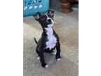 Adopt Monsita a Black American Pit Bull Terrier / Mixed dog in Kansas City