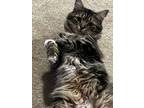 Adopt Fred a Gray, Blue or Silver Tabby Tabby / Mixed (medium coat) cat in