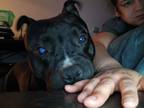 Adopt Koda a Black - with White American Staffordshire Terrier / Mixed dog in