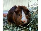 Adopt Muskogee a Guinea Pig small animal in Monterey, CA (38926732)