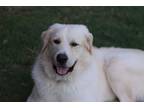 Adopt Arthur a White - with Tan, Yellow or Fawn Great Pyrenees / Mixed dog in