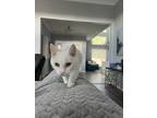 Adopt Cleo a White Sphynx / Mixed (medium coat) cat in Plano, TX (38926749)