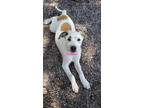 Adopt Sunset a White - with Tan, Yellow or Fawn Plott Hound / Mixed Breed