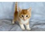 Adopt Cheddar a Orange or Red Tabby Domestic Mediumhair (medium coat) cat in