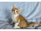 Adopt Garfield a Orange or Red Tabby Domestic Mediumhair (short coat) cat in