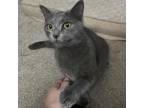 Adopt Meena a Gray or Blue Russian Blue / Mixed cat in Inwood, WV (38926526)