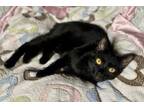 Adopt Tiny a All Black Domestic Shorthair (short coat) cat in Woodland Hills