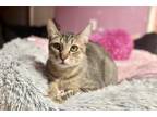 Adopt Tommy a Brown Tabby Domestic Shorthair (short coat) cat in Woodland Hills