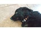 Adopt Luna a Black - with White Australian Shepherd / Mixed dog in Douglas