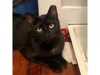 Adopt Jimbo a All Black Domestic Shorthair / Mixed cat in Gibsonia