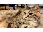 Adopt Buffy a Tortoiseshell Domestic Longhair / Mixed (long coat) cat in