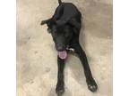 Adopt Sweet Sally a Black - with White Labrador Retriever dog in Brewster
