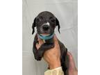 Adopt Okra a Black Terrier (Unknown Type, Small) / Mixed dog in Gulfport