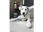 Adopt Ori a White Great Pyrenees / Husky / Mixed dog in Austin, TX (38926110)