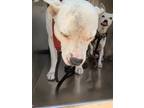 Adopt Diesel a White American Pit Bull Terrier / Mixed dog in Fort Worth