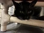 Adopt Tuxie a All Black Domestic Shorthair / Domestic Shorthair / Mixed cat in
