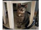 Adopt Dolly a Tiger Striped Domestic Mediumhair / Mixed (medium coat) cat in