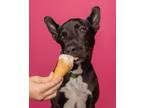 Adopt Tux a Black - with White American Staffordshire Terrier / German Shepherd
