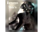 Adopt Bruno Mars a Black & White or Tuxedo Domestic Shorthair (short coat) cat