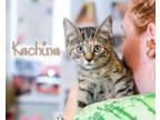 Adopt Kachina a Brown Tabby Domestic Shorthair (short coat) cat in Somerset