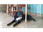 Adopt Chester a Black - with White Australian Shepherd / Mixed dog in Douglas