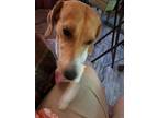 Adopt Lucy Gurl a Brindle - with White Foxhound / Coonhound / Mixed dog in