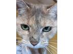 Adopt Tinkerbell a Calico or Dilute Calico Domestic Mediumhair (short coat) cat