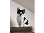 Adopt Goose a Black & White or Tuxedo Domestic Shorthair (short coat) cat in