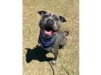 Adopt Neo a Gray/Blue/Silver/Salt & Pepper American Staffordshire Terrier /