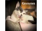 Adopt Gemma a Gray or Blue (Mostly) Domestic Shorthair (short coat) cat in
