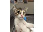 Adopt 53940508 a Tan or Fawn Domestic Shorthair / Domestic Shorthair / Mixed cat