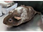 Adopt Dexter 23 a Brown or Chocolate Guinea Pig / Guinea Pig / Mixed small