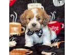 Lhasa Apso Puppy for sale in Lakeland, FL, USA
