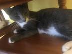 Adopt Gray a Gray or Blue Domestic Shorthair / Mixed (short coat) cat in Dallas