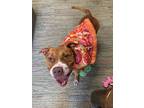 Adopt Pepperoni a Brown/Chocolate Mixed Breed (Large) / Mixed dog in Barco