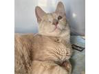 Adopt Sonar a Tan or Fawn Domestic Shorthair / Domestic Shorthair / Mixed cat in