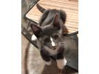 Adopt Cominto a Gray or Blue (Mostly) Domestic Shorthair (medium coat) cat in
