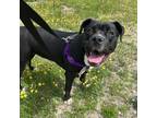Adopt Zeta a Black Boxer / Mixed dog in Conway, NH (38925848)