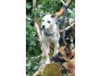 Adopt Sammy a White - with Black Australian Shepherd / American Pit Bull Terrier