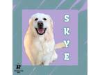 Adopt Skye a White Mixed Breed (Large) / Mixed dog in Ashtabula, OH (38925918)