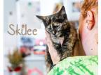 Adopt Skilee a Tortoiseshell Domestic Shorthair (short coat) cat in Somerset