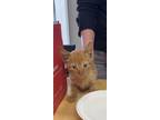 Adopt Jimmy $95 a Orange or Red Domestic Shorthair (short coat) cat in Seneca