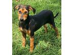 Adopt Jeff a Black - with Tan, Yellow or Fawn Feist / Hound (Unknown Type) /