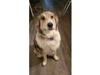 Adopt Maggie a Tricolor (Tan/Brown & Black & White) Husky / Great Pyrenees /