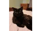 Adopt Gucci a All Black Domestic Longhair (medium coat) cat in Cambridge