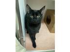 Adopt Tuck a All Black Domestic Shorthair / Domestic Shorthair / Mixed cat in
