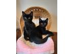 Adopt Skye & Juno a All Black Domestic Shorthair (short coat) cat in Cambridge